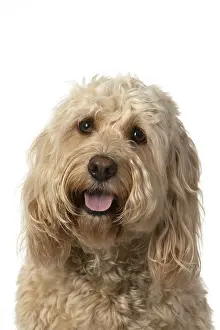 Cockerpoo: DOG. Cockerpoo, head & shoulders, face expressions
