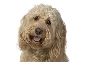 Cockerpoo: DOG. Cockerpoo, head & shoulders, face expressions