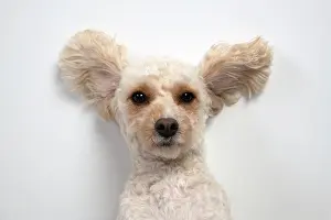 Cockerpoo: DOG. Cockerpoo, laying on the ground, ears out, studio