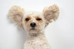 Cockerpoo: DOG. Cockerpoo, laying on the ground, ears out, studio