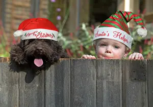 Helper: DOG. Cockerpoo and little boy looking over a fence