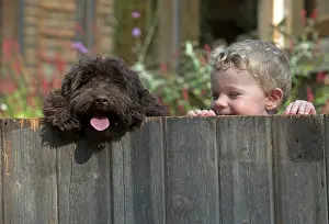 Cockerpoo: Dog Cockerpoo and little boy looking over a fence