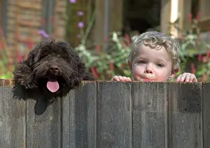 Cockerpoo: Dog Cockerpoo and little boy looking over a fence