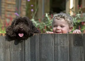 Cockerpoo: Dog Cockerpoo and little boy looking over a fence