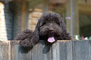 Cockerpoo: Dog Cockerpoo looking over a fence