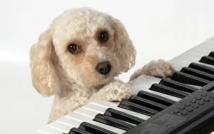 Cockerpoo: DOG. Cockerpoo, paws on a keyboard, sad eyes, studio