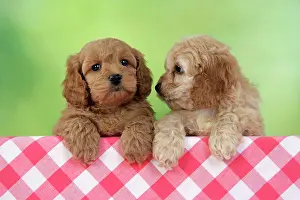 Cockerpoo: Dog. Cockerpoo puppies (7 weeks old)