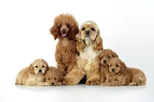 Cockerpoos: Dog. Cockerpoo puppies (7 weeks old) with parents