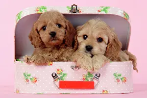 Suitcase: Dog. Cockerpoo puppies (7 weeks old) in pink suitcase