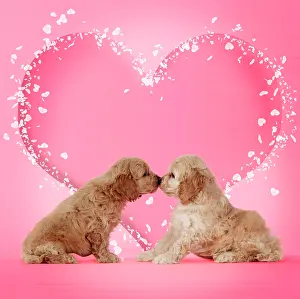 Cockerpoo: Dog - Cockerpoo puppies (7 weeks old) touching