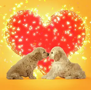 Cockerpoo: Dog. Cockerpoo puppies (7 weeks old) touching noses