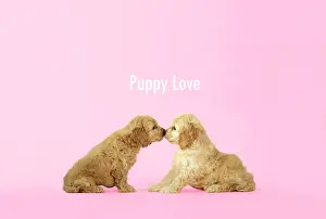 Text: Dog. Cockerpoo puppies (7 weeks old) touching noses