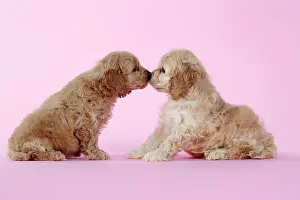 Touching: Dog. Cockerpoo puppies (7 weeks old) touching noses