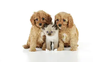 Cockerpoos: DOG. Cockerpoo puppies (Poodle X Cocker Spaniel