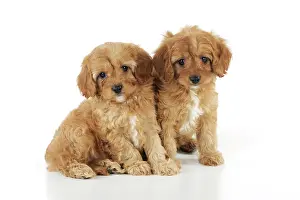 Cockerpoos: DOG. Cockerpoo puppies (Poodle X Cocker Spaniel ) 7 wks old