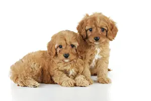 Cockerpoos: DOG. Cockerpoo puppies (Poodle X Cocker Spaniel ) 7 wks old