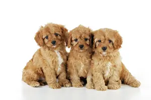 Cockerpoos: DOG. Cockerpoo puppies (Poodle X Cocker Spaniel ) 7 wks old