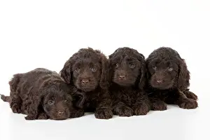 Cockerpoo: DOG - Cockerpoo puppies sitting together (7 weeks)