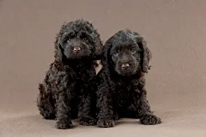 Cockerpoo: DOG - Cockerpoo puppies sitting together (7 weeks)