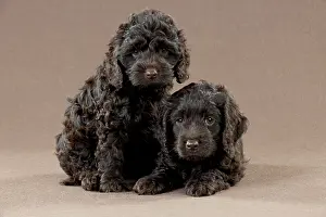 Cockerpoo: DOG - Cockerpoo puppies sitting together (7 weeks)