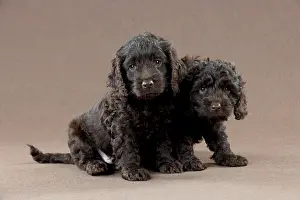 Cockerpoo: DOG - Cockerpoo puppies sitting together (7 weeks)