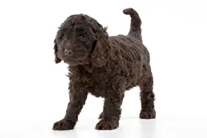 Cockerpoo: DOG - Cockerpoo puppy (7 weeks)