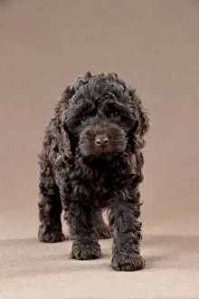 Cockerpoo: DOG - Cockerpoo puppy (7 weeks)