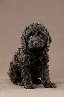 Cockerpoo: DOG - Cockerpoo puppy (7 weeks)