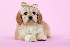 Dog. Cockerpoo puppy (7 weeks old) with bandaged
