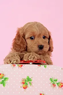 Suitcase: Dog. Cockerpoo puppy (7 weeks old) with pink background