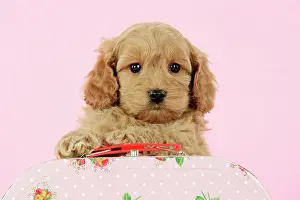Cockerpoo: Dog. Cockerpoo puppy (7 weeks old) with pink background