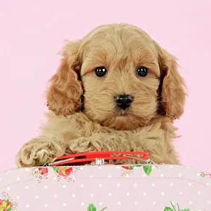 Cockerpoo: Dog. Cockerpoo puppy (7 weeks old) with pink background