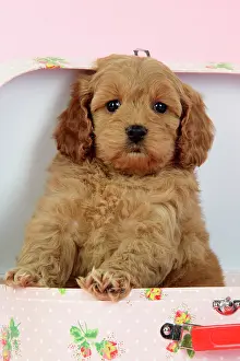 Suitcase: Dog. Cockerpoo puppy (7 weeks old) in pink suitcase