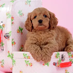 Suitcase: Dog. Cockerpoo puppy (7 weeks old) on pink suitcase
