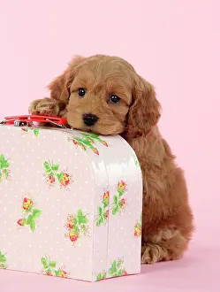 Suitcase: Dog. Cockerpoo puppy (7 weeks old) on pink suitcase