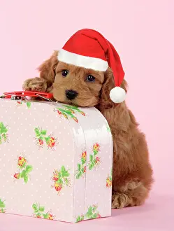 Suitcase: Dog. Cockerpoo puppy (7 weeks old) on pink suitcase