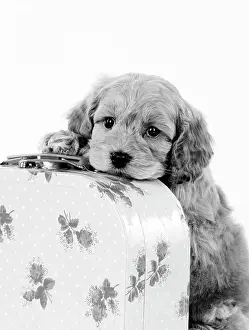 Suitcase: Dog. Cockerpoo puppy (7 weeks old) on suitcase