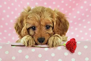 Cockerpoo: DOG. Cockerpoo puppy (Poodle X Cocker Spaniel )
