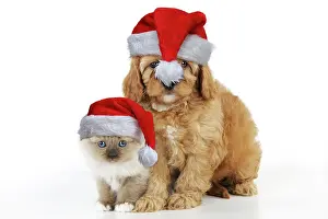 Cockerpoo: DOG. Cockerpoo puppy (Poodle X Cocker Spaniel
