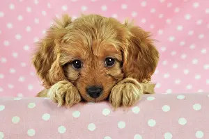 Cockerpoos: DOG. Cockerpoo puppy (Poodle X Cocker Spaniel ) 7 wks old