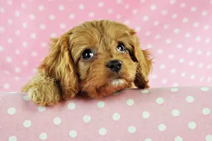 Cockerpoos: DOG. Cockerpoo puppy (Poodle X Cocker Spaniel ) 7 wks old