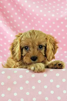 Cockerpoos: DOG. Cockerpoo puppy (Poodle X Cocker Spaniel ) 7 wks old