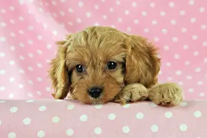 Cockerpoos: DOG. Cockerpoo puppy (Poodle X Cocker Spaniel ) 7 wks old