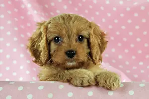 Cockerpoos: DOG. Cockerpoo puppy (Poodle X Cocker Spaniel ) 7 wks old