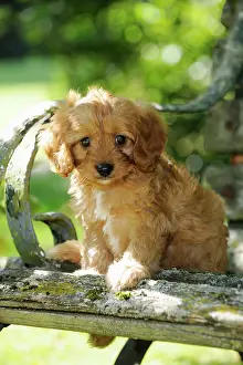Cockerpoo: DOG. Cockerpoo puppy (Poodle X Cocker Spaniel ) 7 wks old