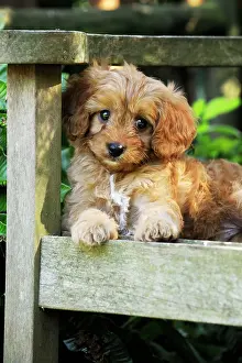 Cockerpoo: DOG. Cockerpoo puppy (Poodle X Cocker Spaniel ) 7 wks old