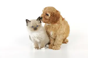 Cockerpoos: DOG. Cockerpoo puppy (Poodle X Cocker Spaniel 7wks