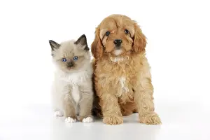 Cockerpoos: DOG. Cockerpoo puppy (Poodle X Cocker Spaniel 7wks