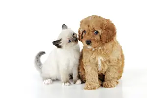 Cockerpoos: DOG. Cockerpoo puppy (Poodle X Cocker Spaniel 7wks