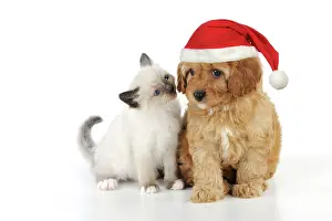 Cockerpoos: DOG. Cockerpoo puppy (Poodle X Cocker Spaniel 7wks